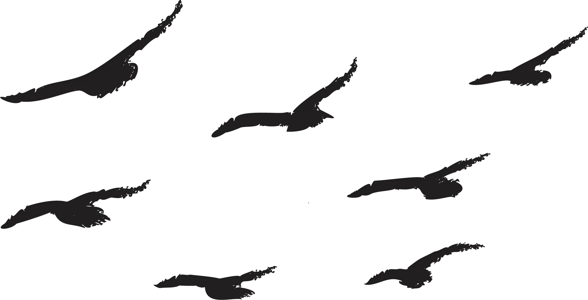 birds